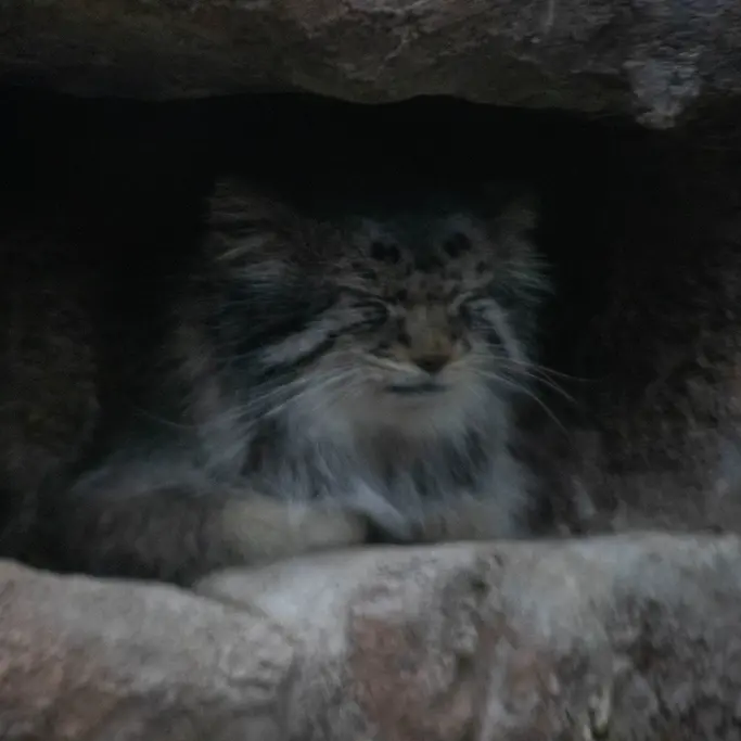 A photograph of Phyllaris in Utah's Hogle Zoo