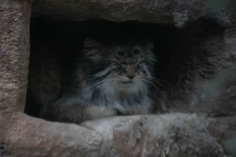 A photograph of Phyllaris in Utah's Hogle Zoo