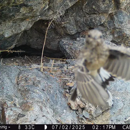 A photograph of a Pallas's cat from Zhundy 1 camera trap