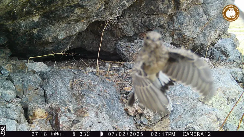 A photograph of a Pallas&#039;s cat from Zhundy 1 camera trap