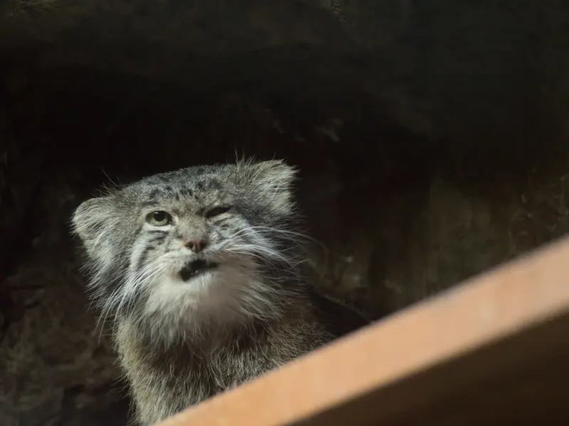 A photograph of Klyon in Ueno Zoological Gardens