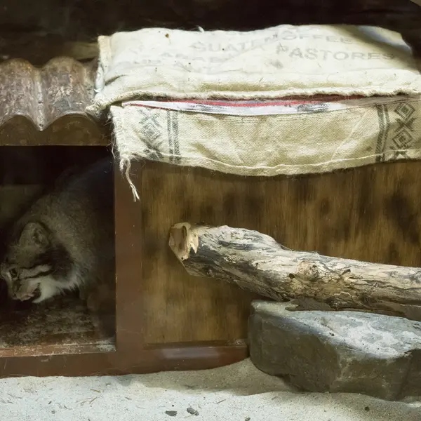 A photograph of Klyon in Ueno Zoological Gardens