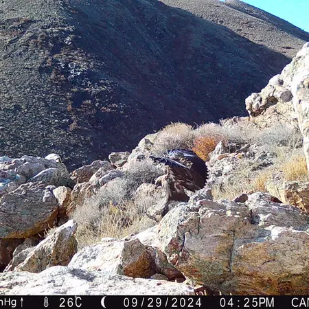 A photograph of Red fox and Golden Eagle from Zhundy 2 camera trap