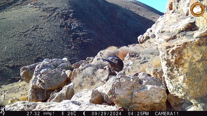 A photograph of Red fox and Golden Eagle from Zhundy 2 camera trap