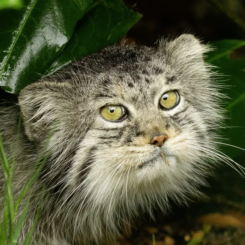 Wei Shand the Pallas's cat from Highland Wildlife Park