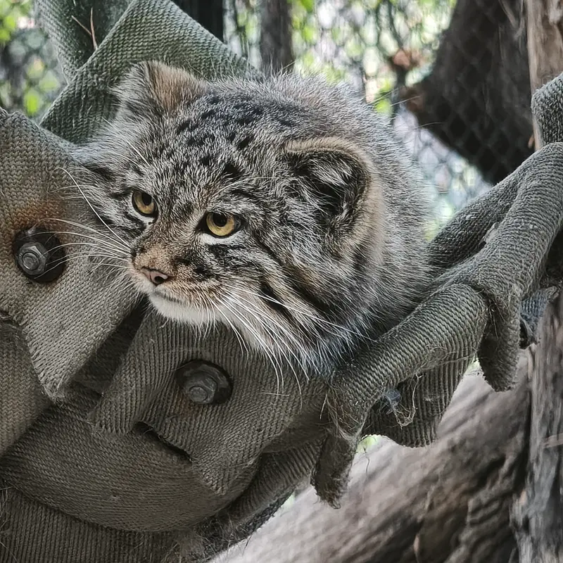 A photograph of a Pallas's cat in Novosibirsk Zoo