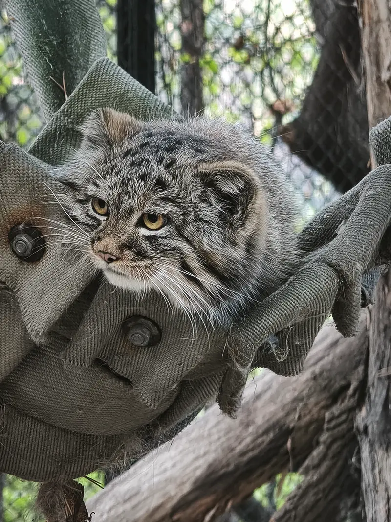A photograph of a Pallas's cat in Novosibirsk Zoo