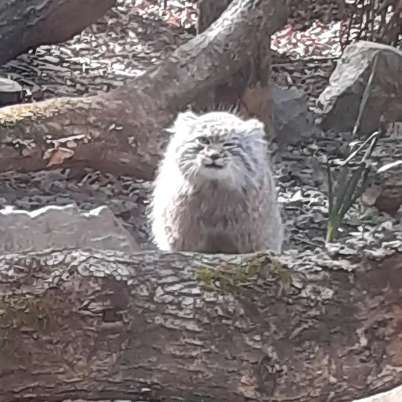A photograph of a Pallas's cat in Tregomeur Zoo