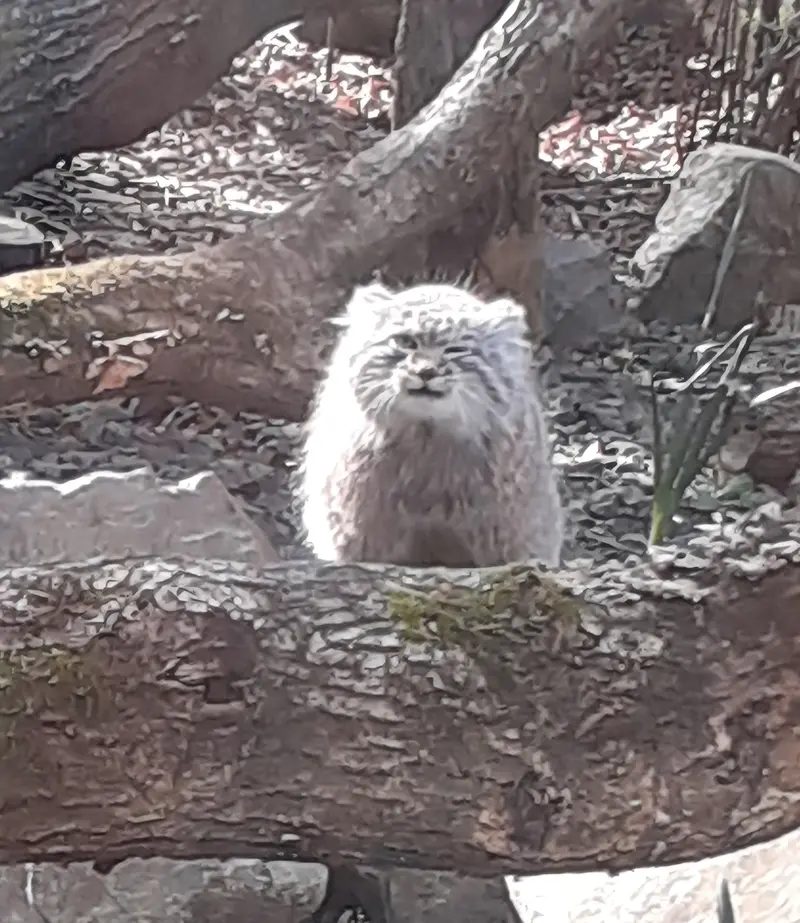 A photograph of a Pallas's cat in Tregomeur Zoo