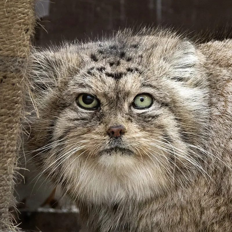 Borys the Pallas's cat from Poznan New Zoo