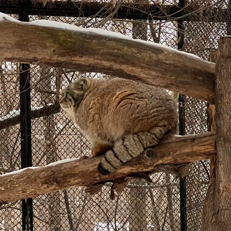 A photograph of a Pallas's cat