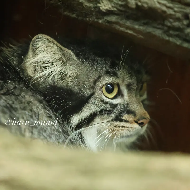 A photograph of Abrikos in Nasu Animal Kingdom