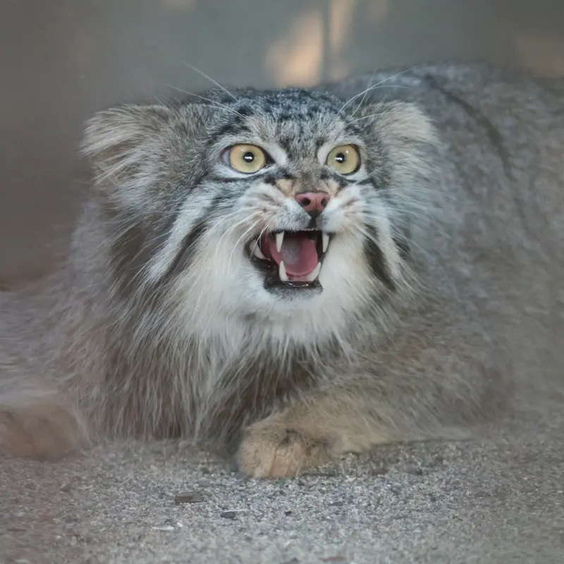 A photograph of Figa in Nogeyama Zoo