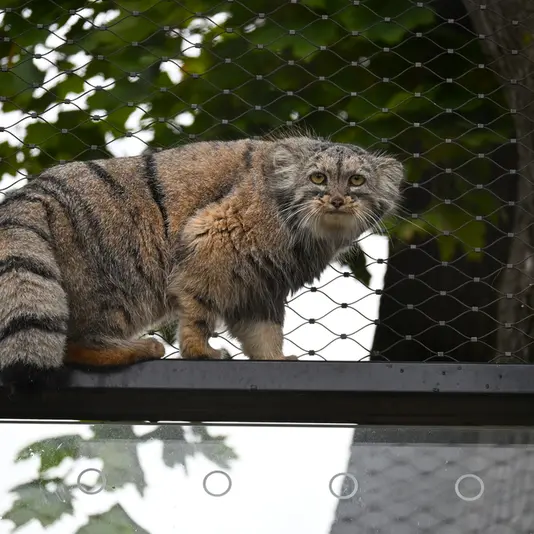 A photograph of Prinsessa in Prague Zoo