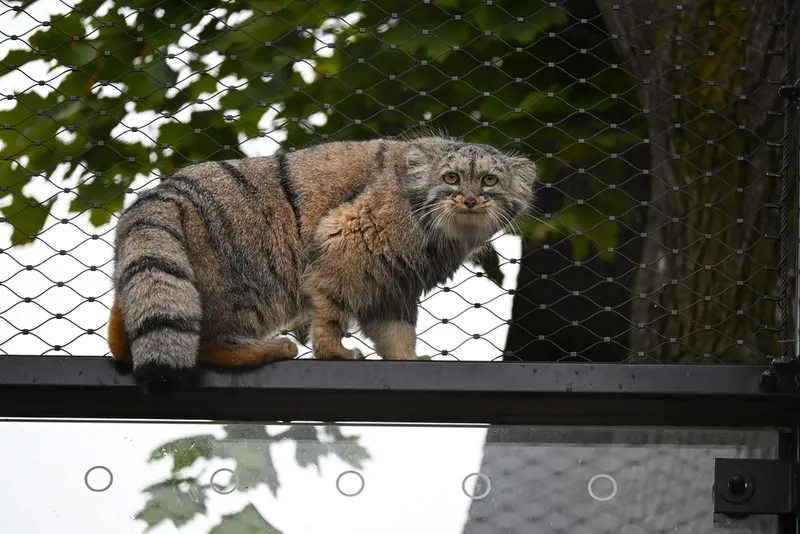 A photograph of Prinsessa in Prague Zoo