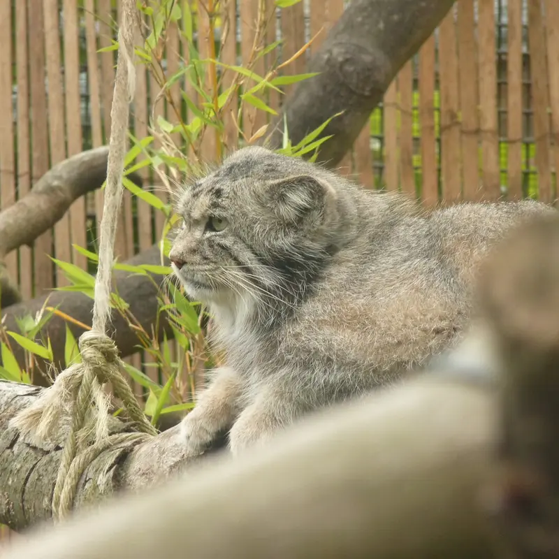 A photograph of Akiko in Edinburgh Zoo