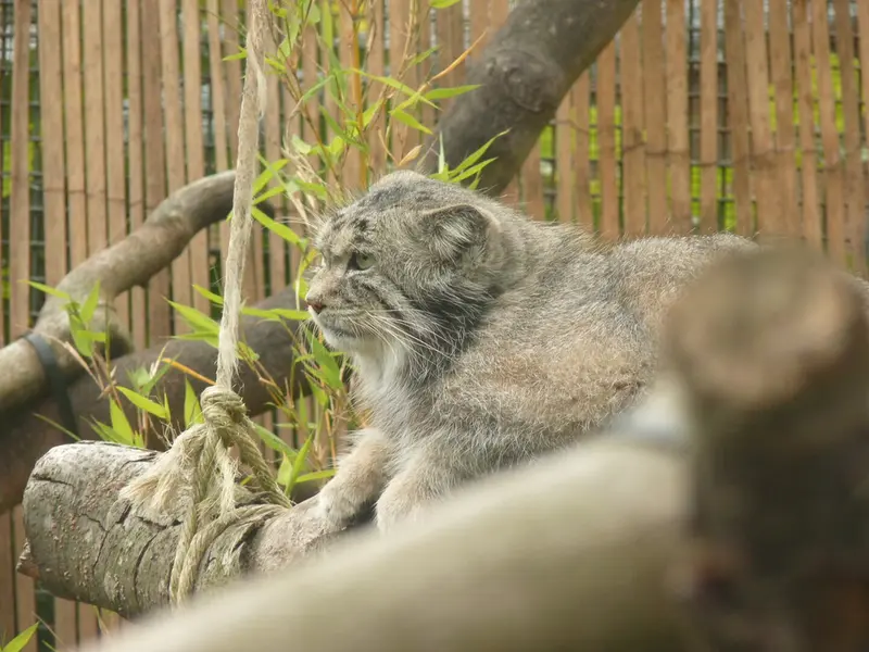 A photograph of Akiko in Edinburgh Zoo