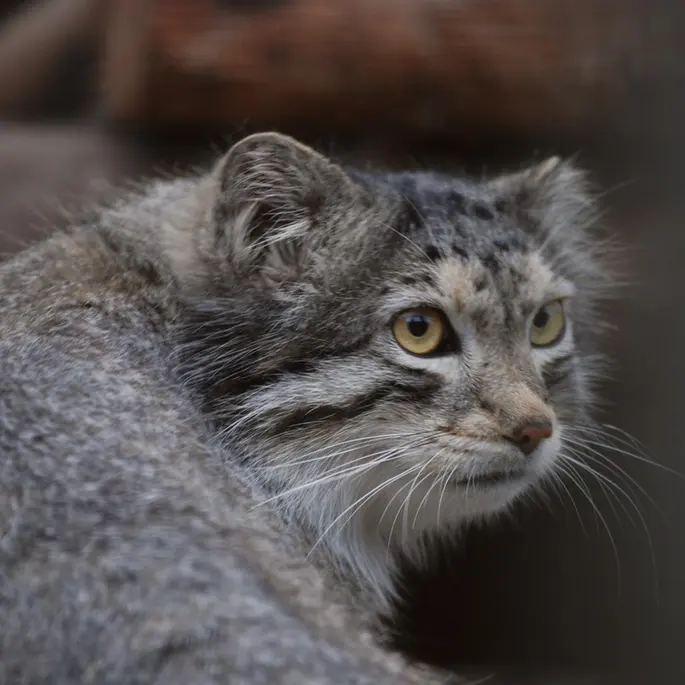 A photograph of a Pallas's cat in Tallinn Zoo