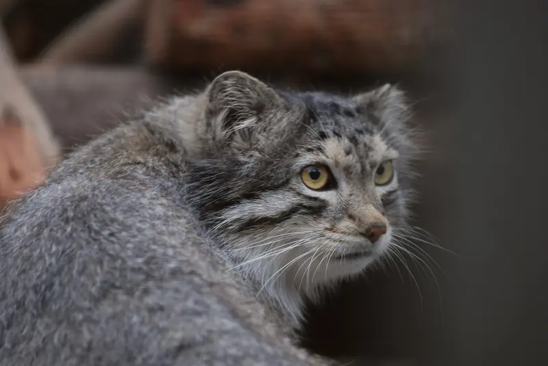 A photograph of a Pallas's cat in Tallinn Zoo
