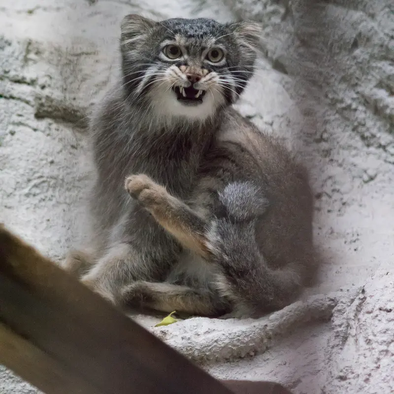 A photograph of Figa in Nogeyama Zoo
