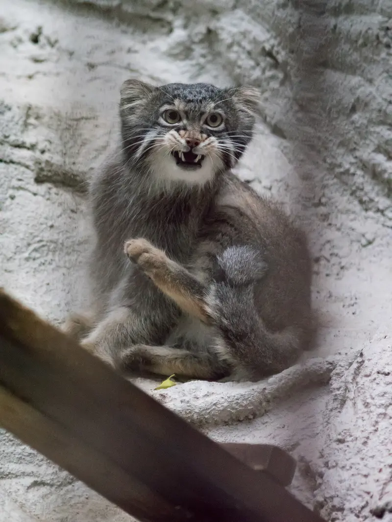 A photograph of Figa in Nogeyama Zoo
