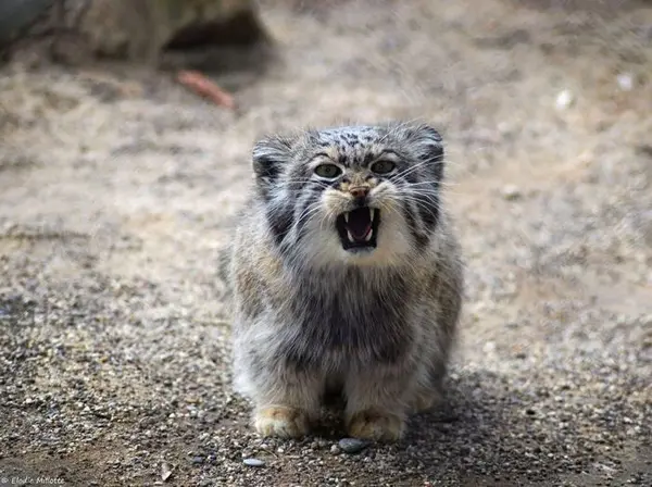 Who is this manul?