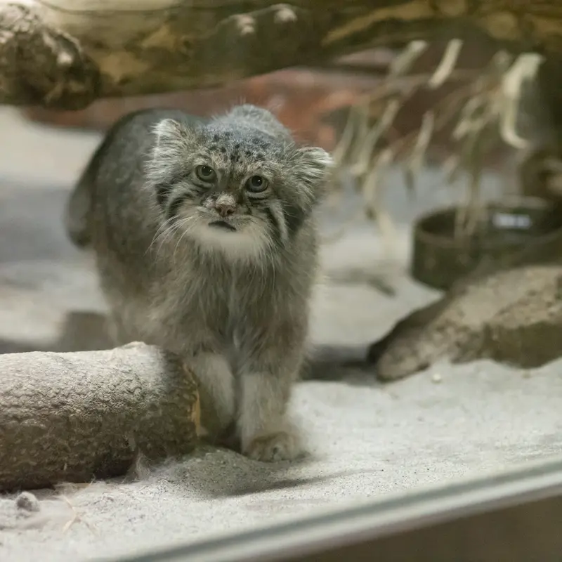 A photograph of Klyon in Ueno Zoological Gardens