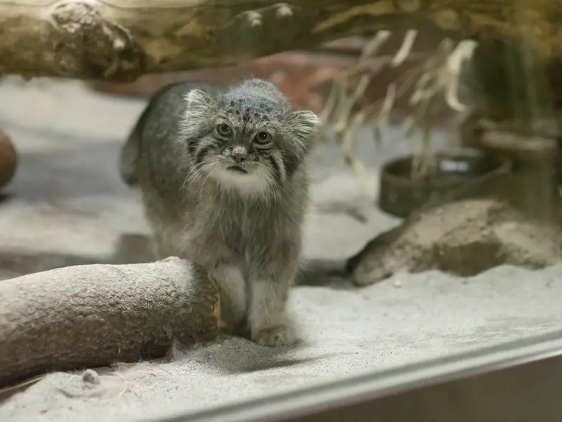 A photograph of Klyon in Ueno Zoological Gardens