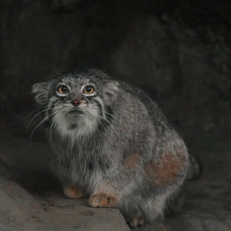 A photograph of Oto in Kobe Animal Kingdom