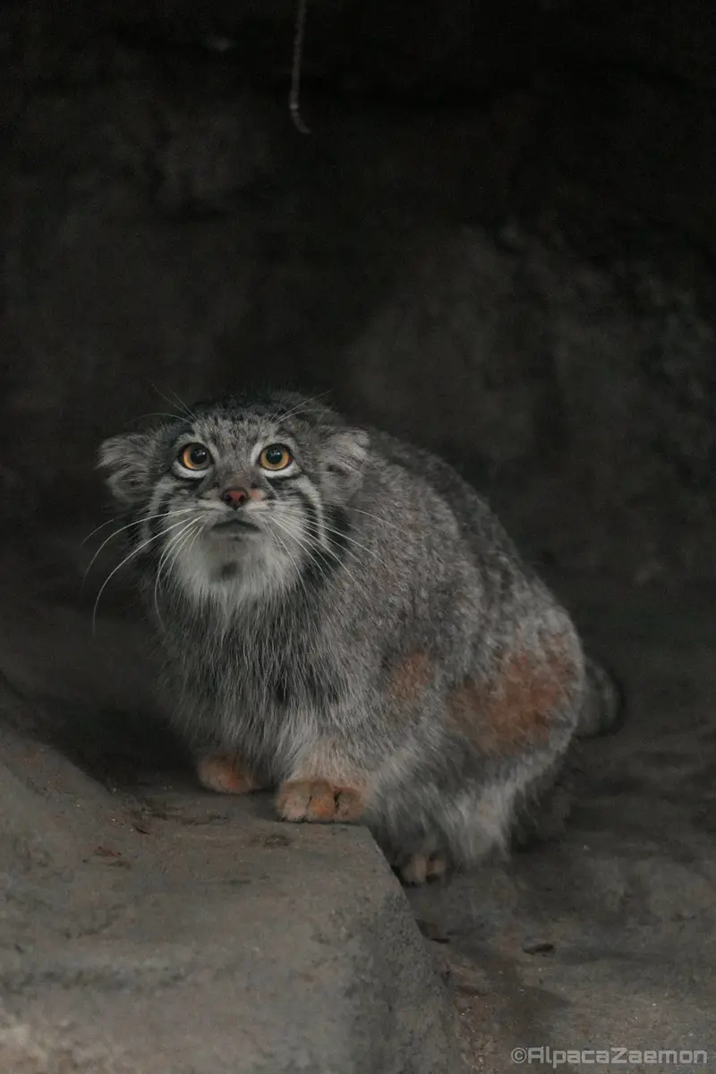 A photograph of Oto in Kobe Animal Kingdom