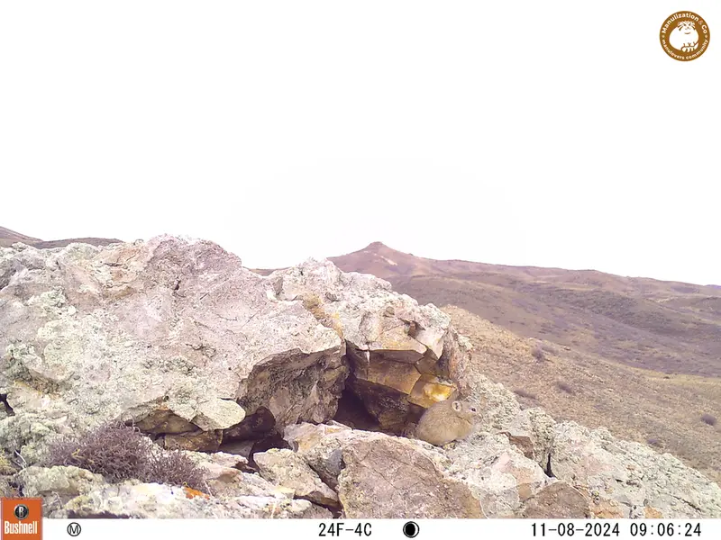 A photograph of Pika from Besshoky 1 camera trap