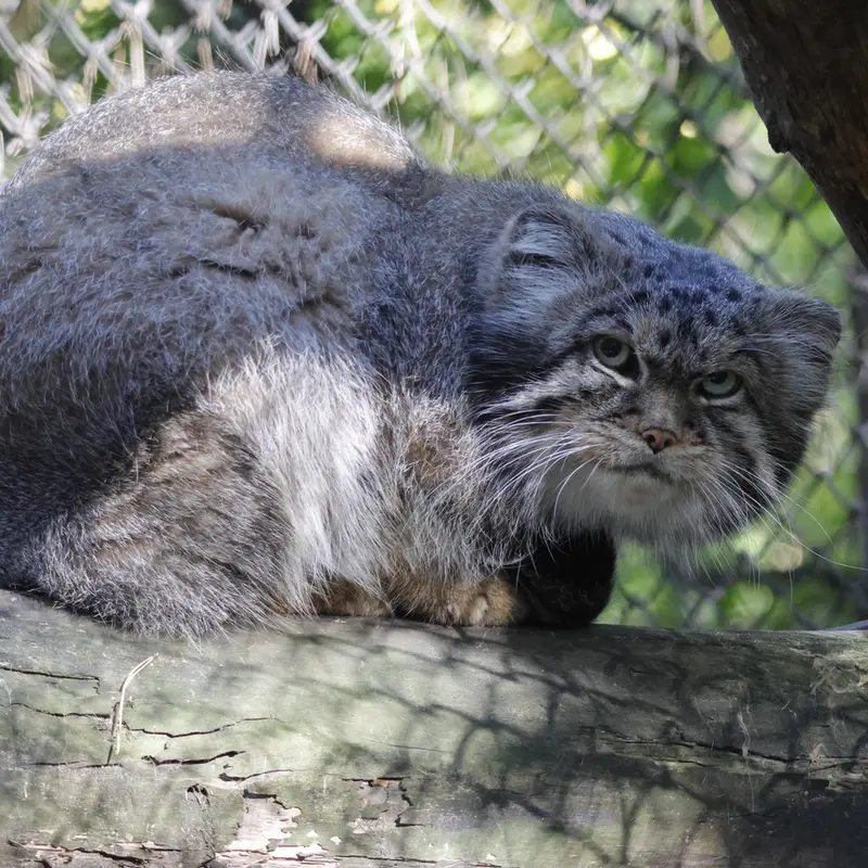 A photograph of George in Novosibirsk Zoo