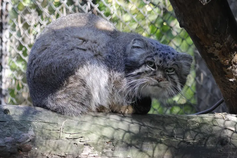 A photograph of George in Novosibirsk Zoo