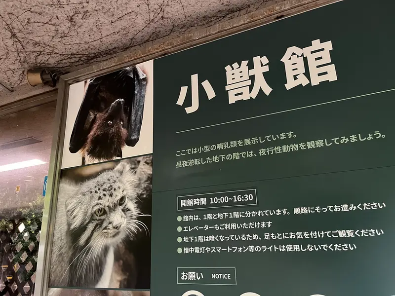 A photograph of a Pallas's cat