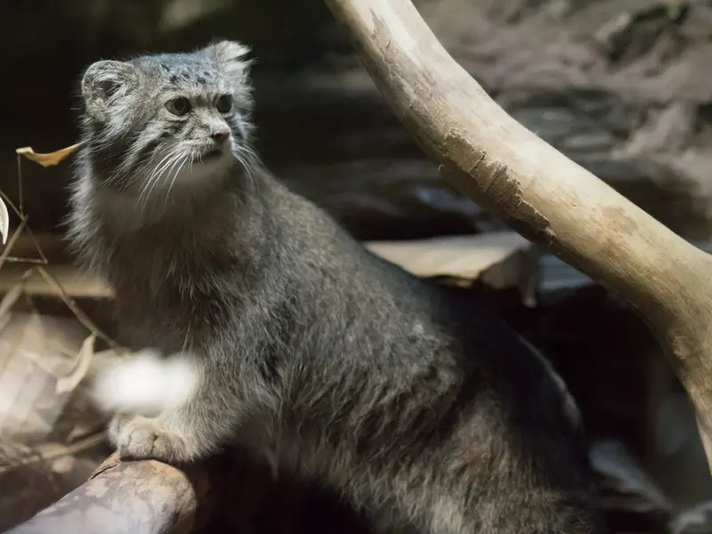 A photograph of Klyon in Ueno Zoological Gardens