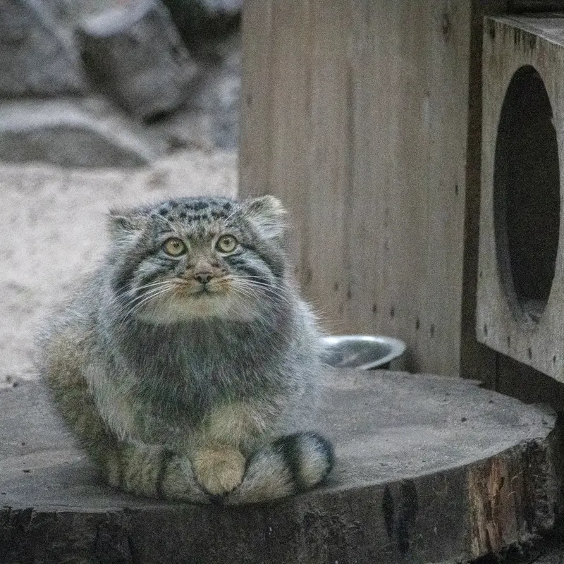 A photograph of a Pallas's cat in Novosibirsk Zoo