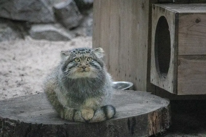 A photograph of a Pallas's cat in Novosibirsk Zoo