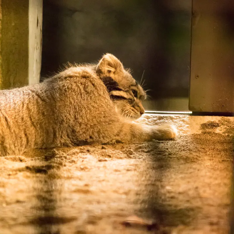 A photograph of Figa in Nogeyama Zoo