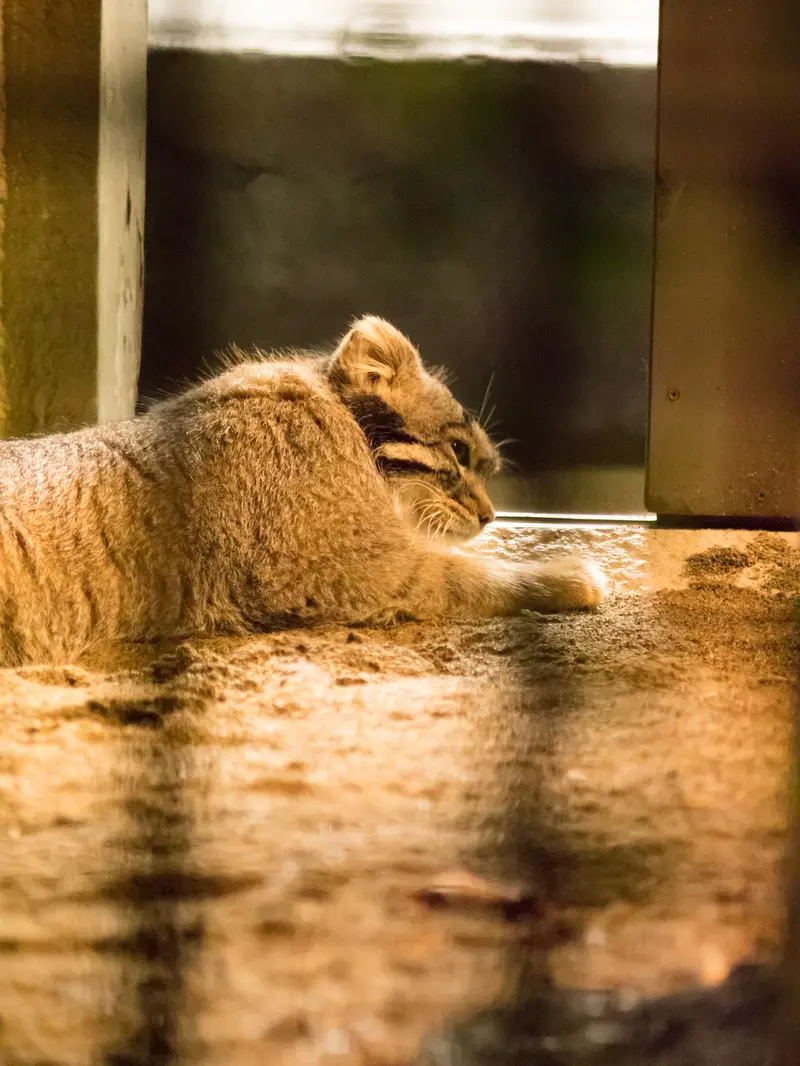 A photograph of Figa in Nogeyama Zoo