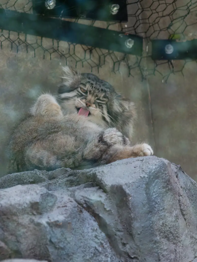 A photograph of Grusha in Asahiyama Zoo