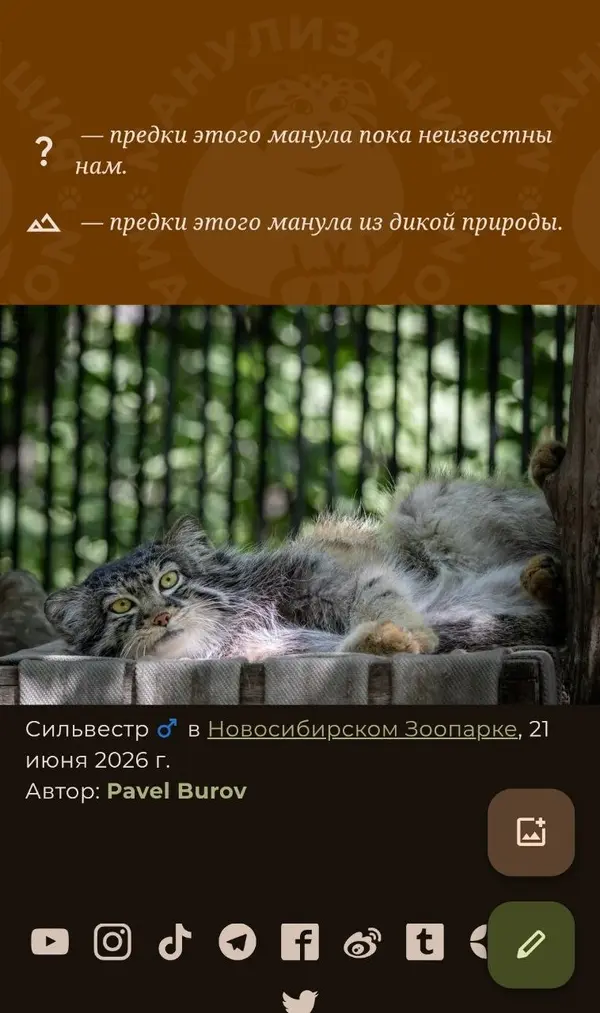 A photograph of a Pallas's cat