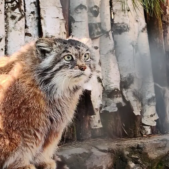 A photograph of a Pallas's cat in Novosibirsk Zoo