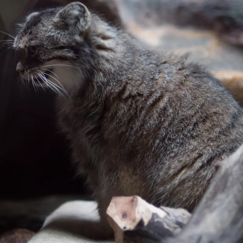 A photograph of Primula in Ueno Zoological Gardens