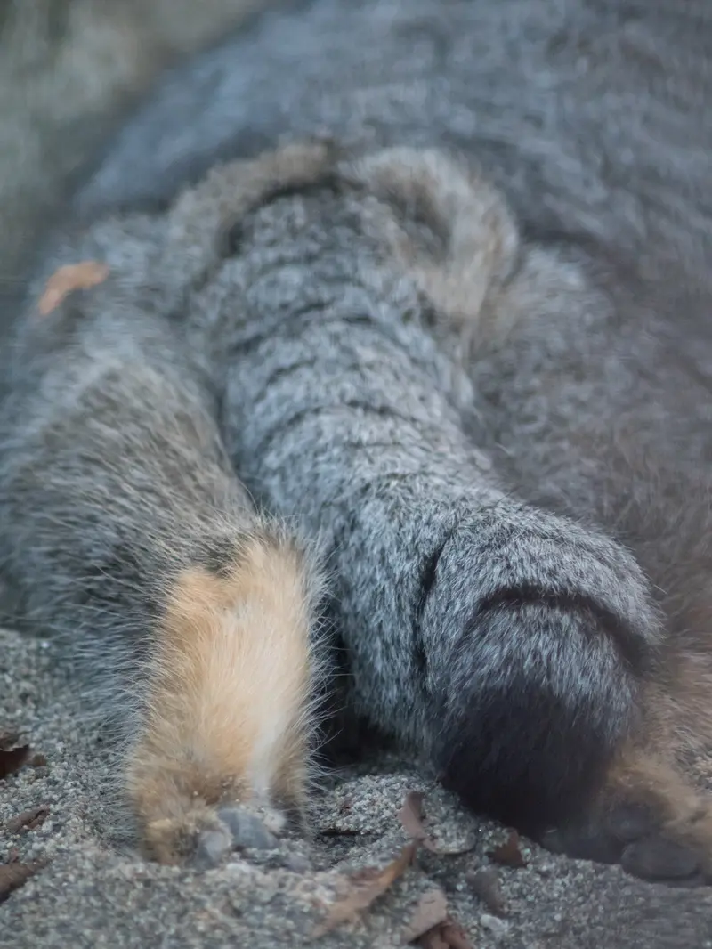 A photograph of Figa in Nogeyama Zoo