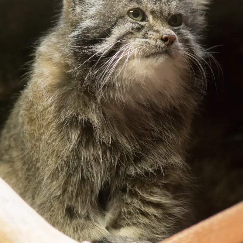 A photograph of Klyon in Ueno Zoological Gardens