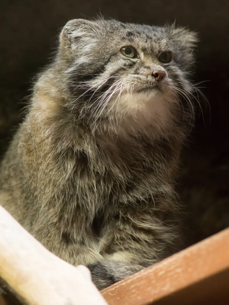 A photograph of Klyon in Ueno Zoological Gardens