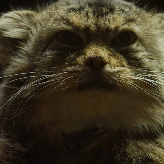 A photograph of a Pallas's cat in Ueno Zoological Gardens