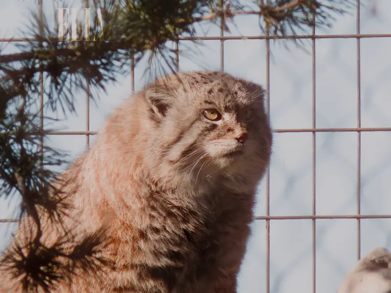 A photograph of Olaf in Calgary Zoo / Wilder Institute