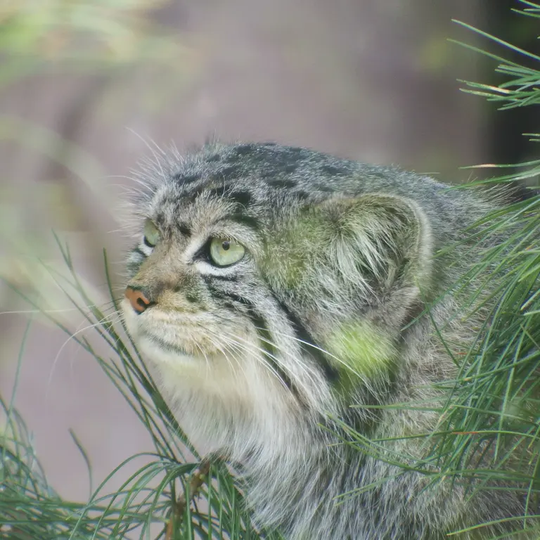 A photograph of Boris in Royev Ruchey