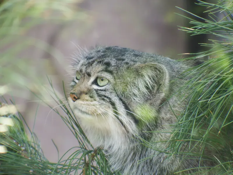 A photograph of Boris in Royev Ruchey